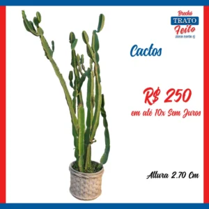 Cacto