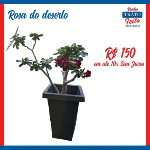 Rosa do Deserto